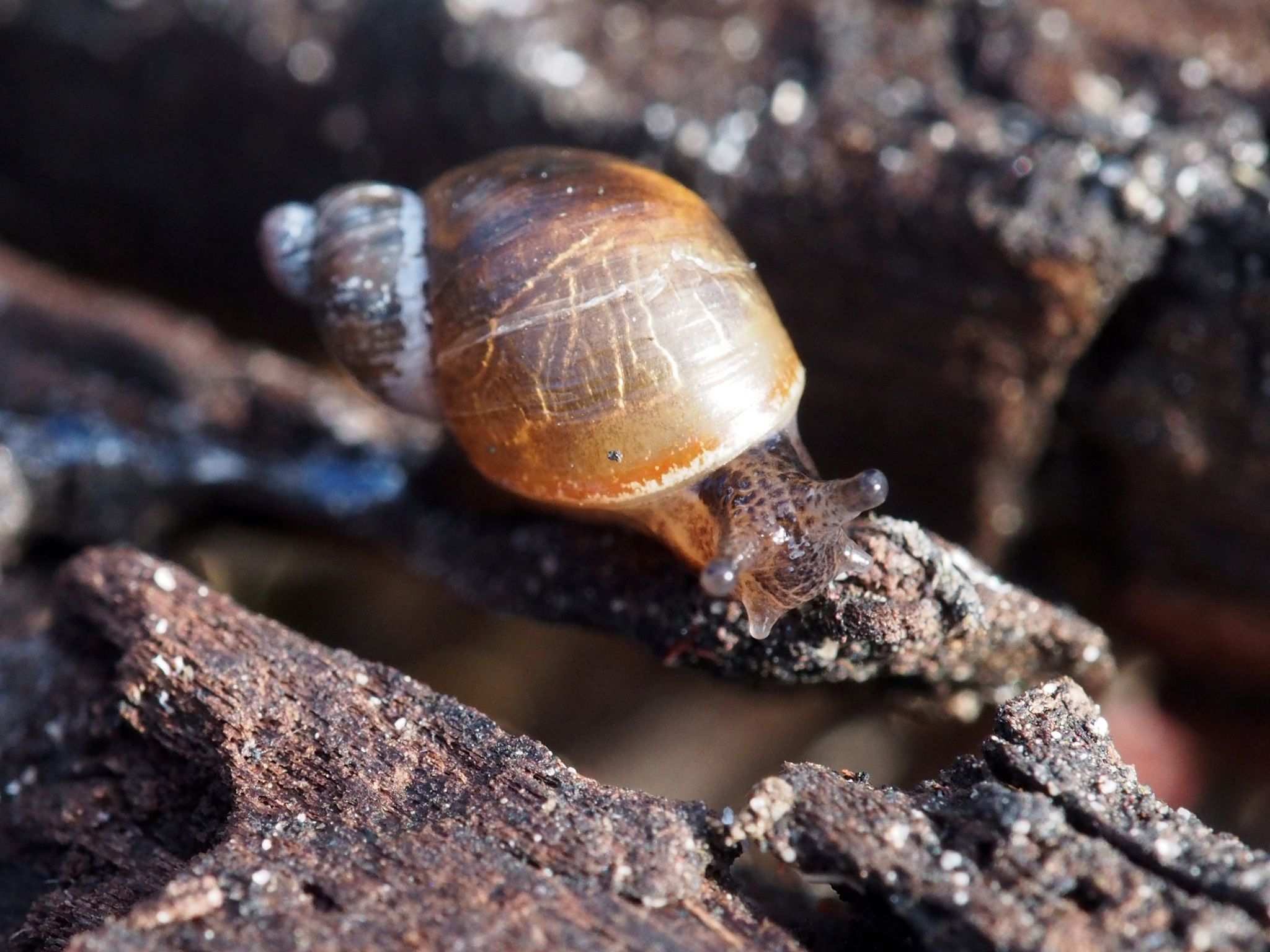 Succinea australis