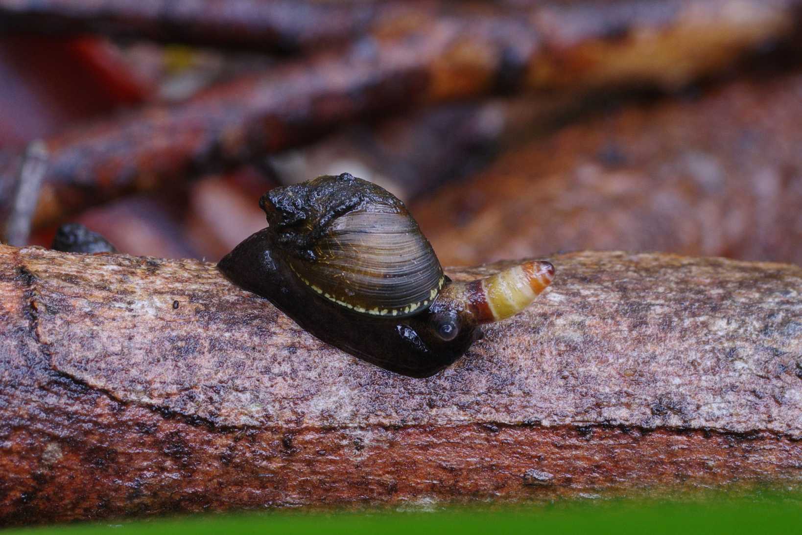 Succinea australis