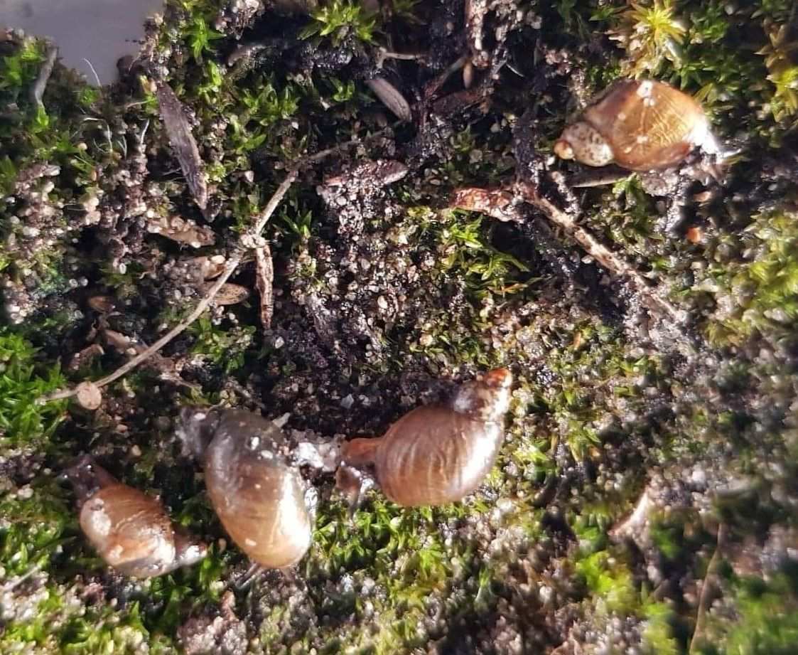Succinea australis