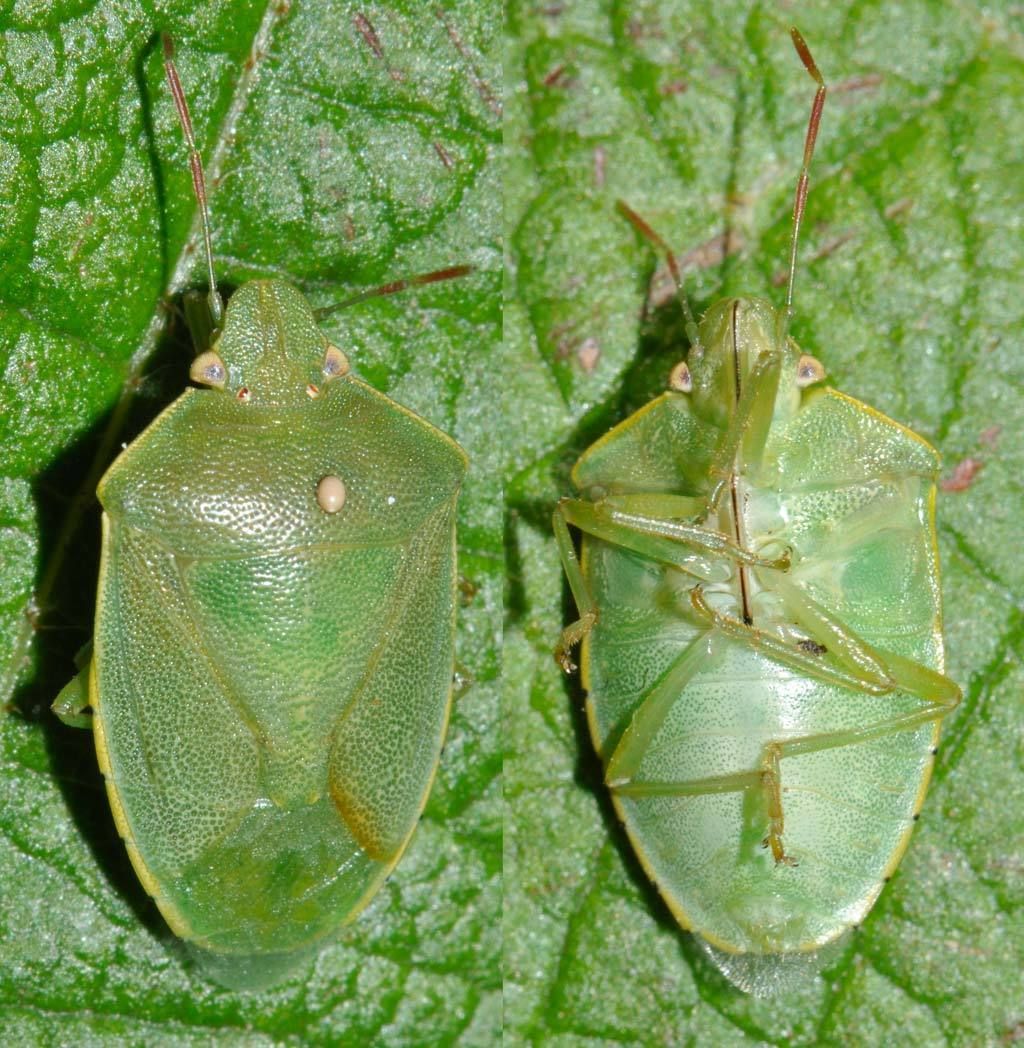 Acrosternum heegeri