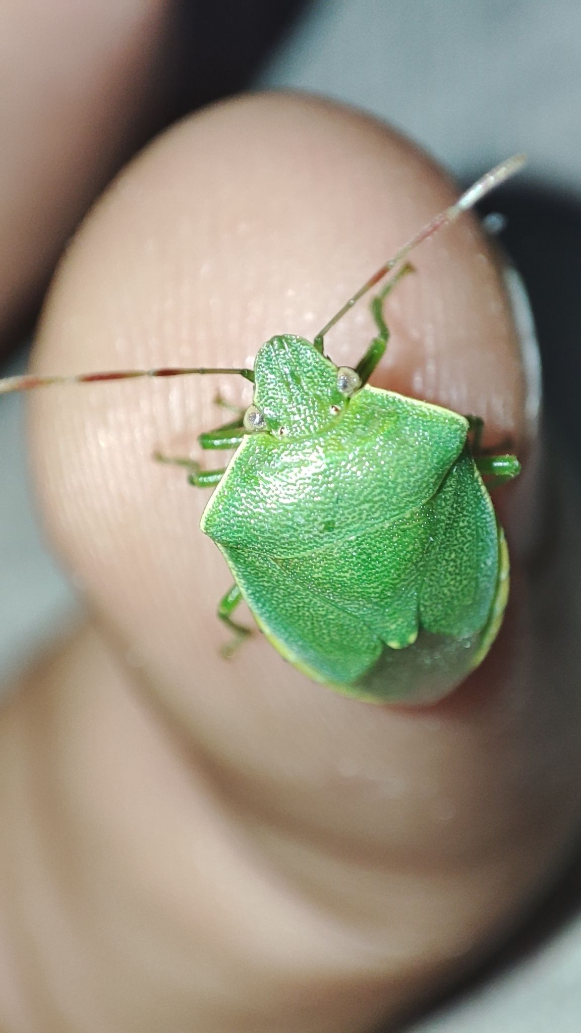 Acrosternum heegeri