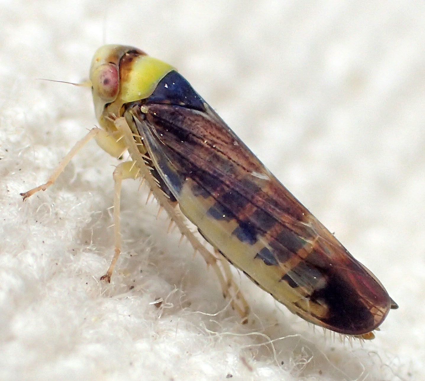 Colladonus montanus