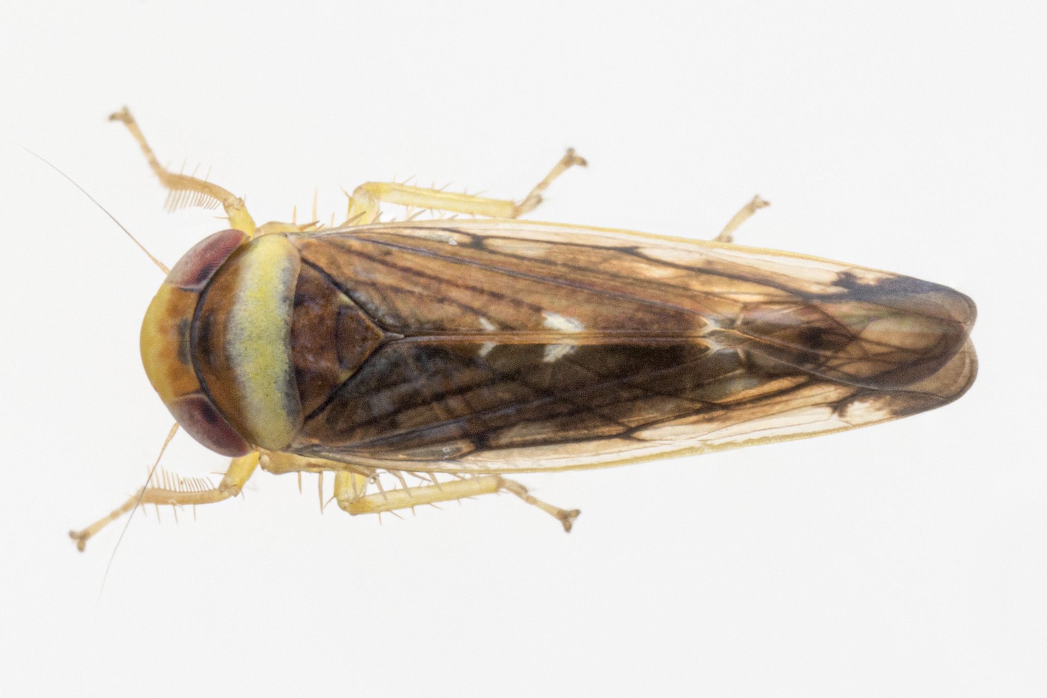 Colladonus montanus
