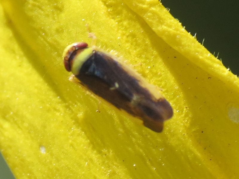 Colladonus montanus