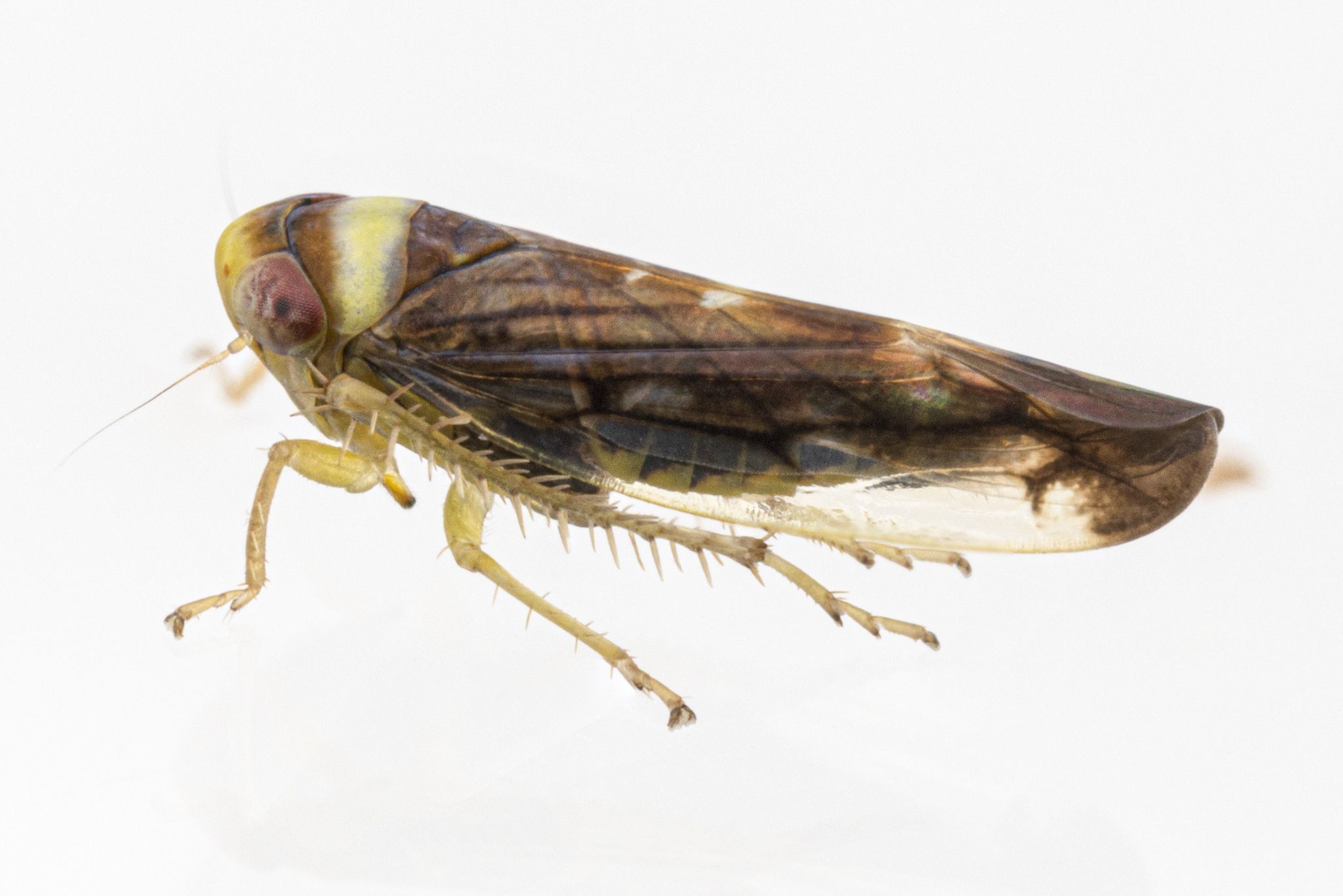 Colladonus montanus