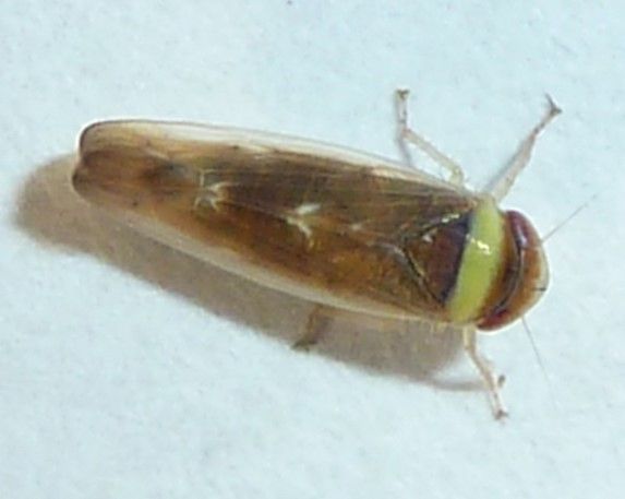 Colladonus montanus