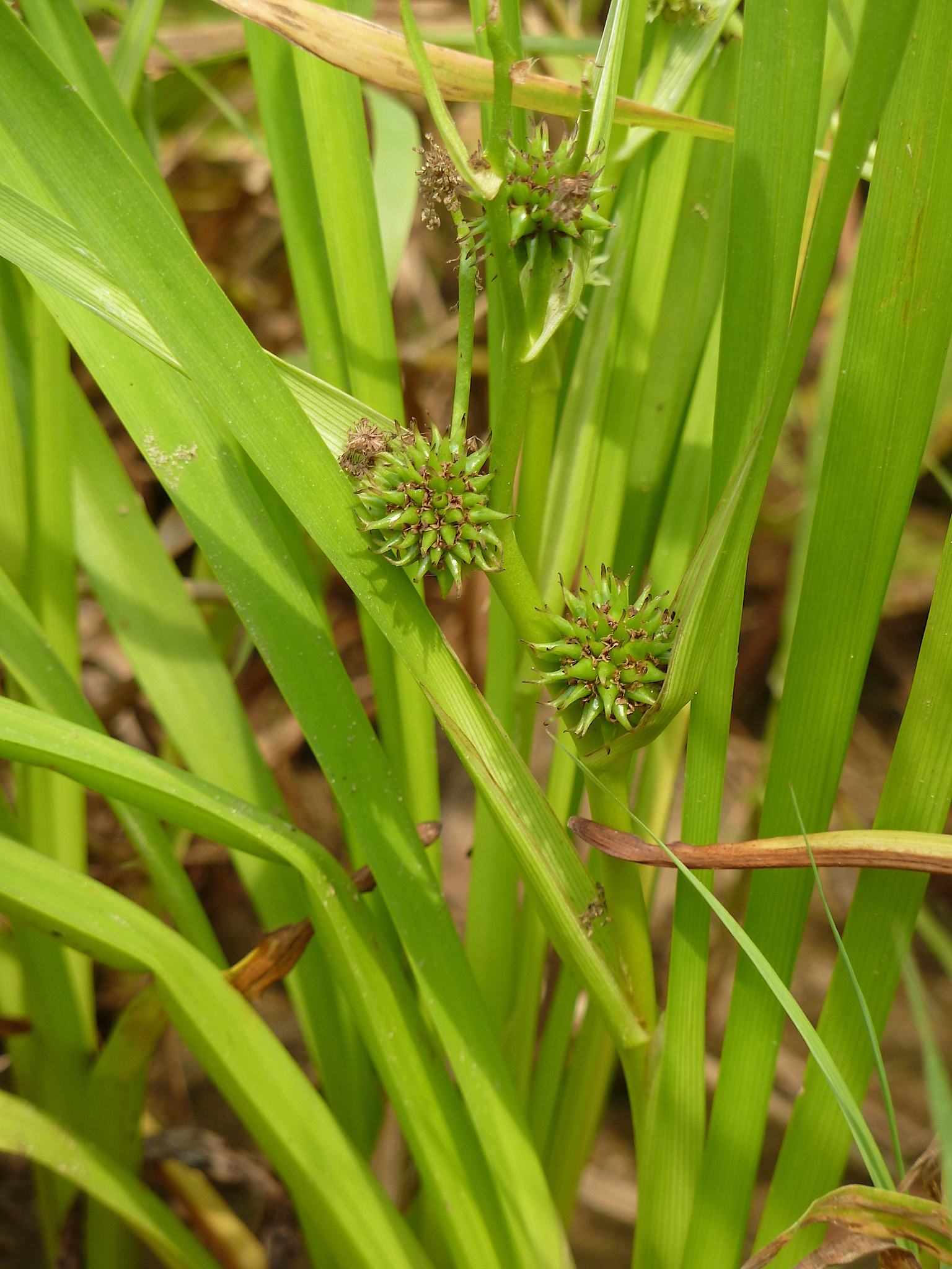 Sparganium erectum