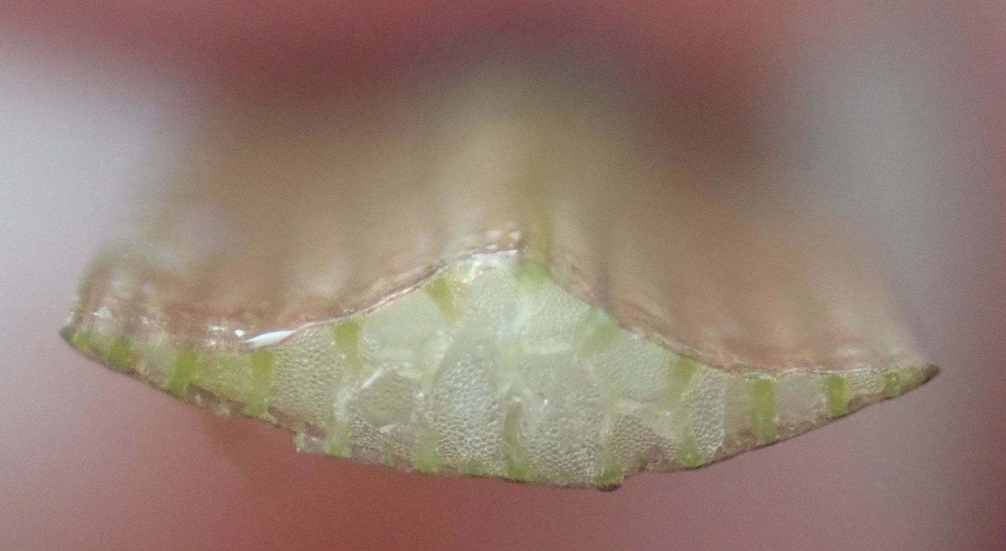 Sparganium erectum