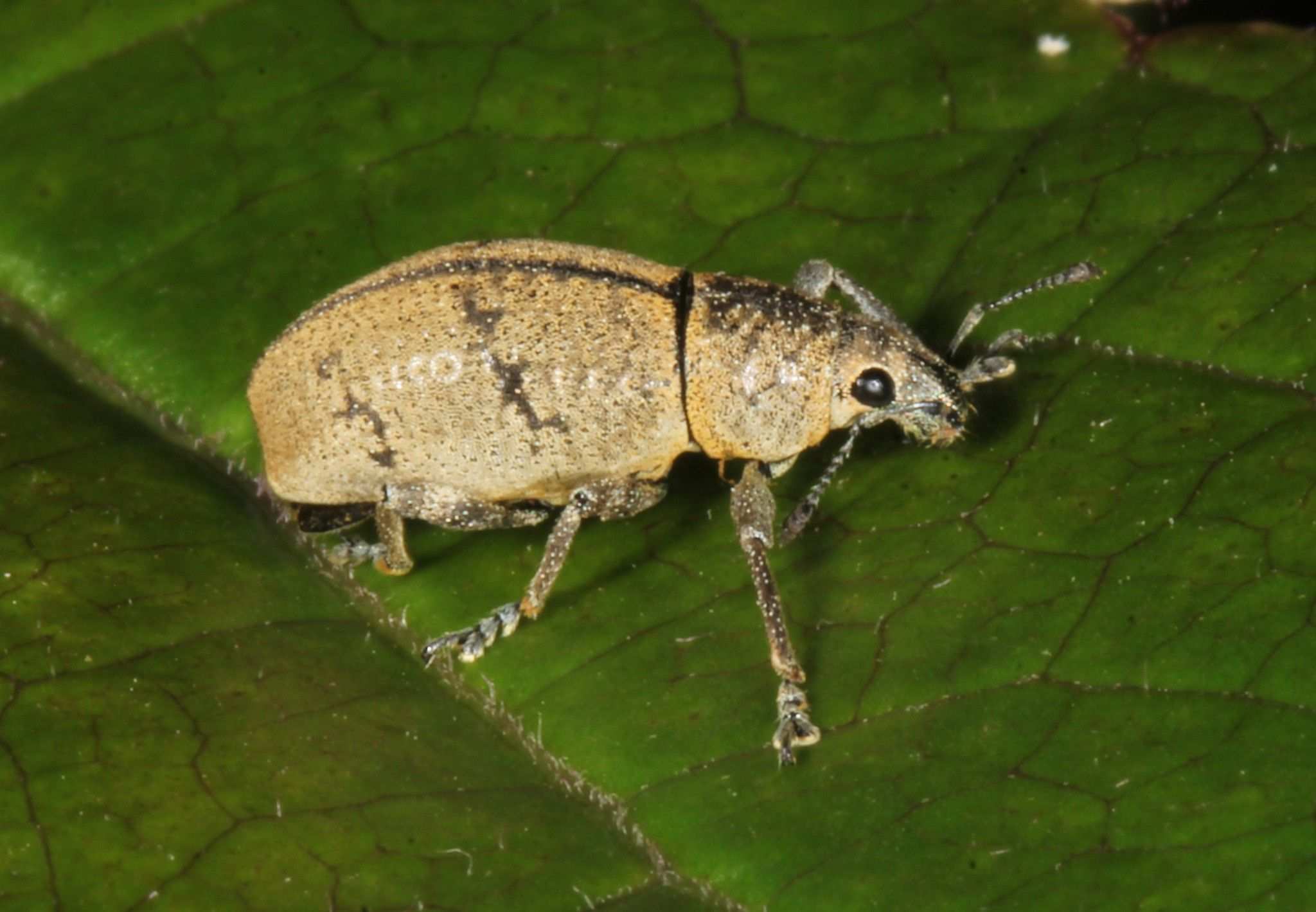 Cleistolophus
