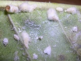 Paracoccus marginatus