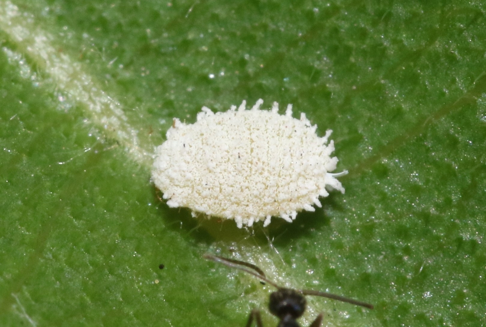Paracoccus marginatus