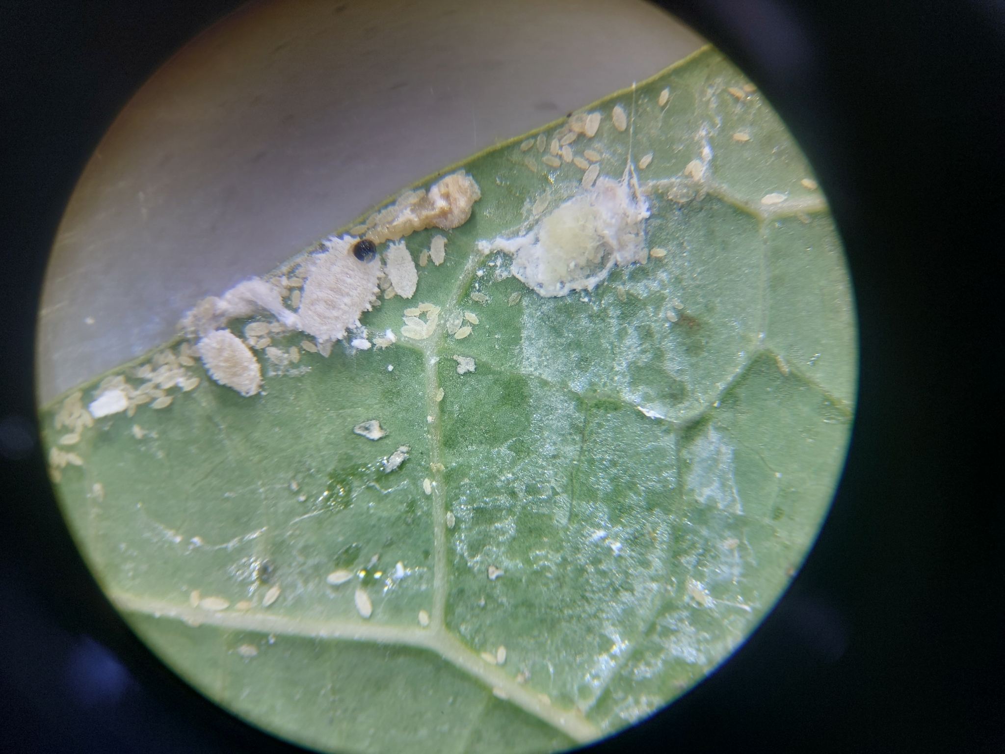 Paracoccus marginatus
