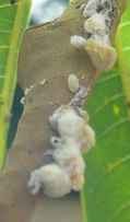Paracoccus marginatus