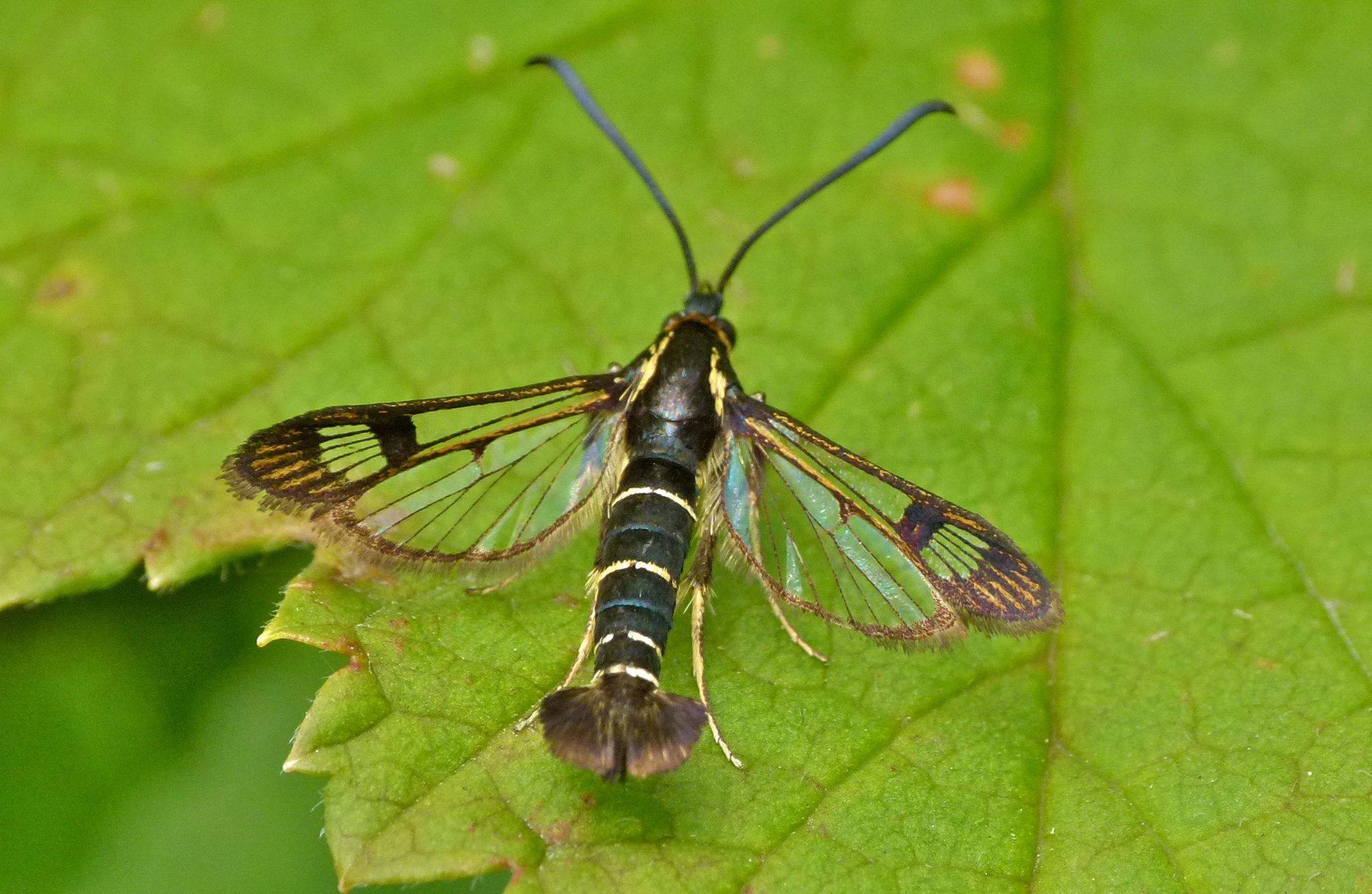 Synanthedon tipuliformis