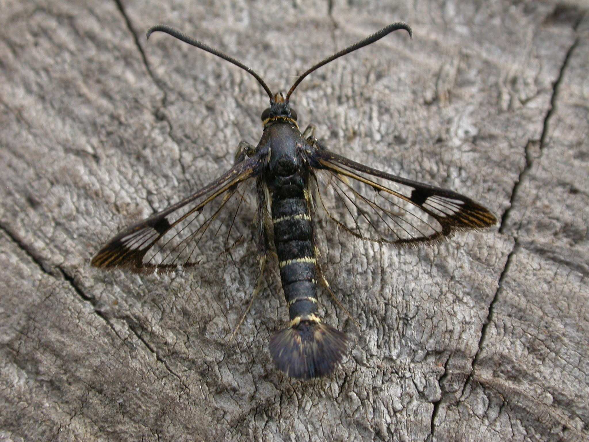 Synanthedon tipuliformis