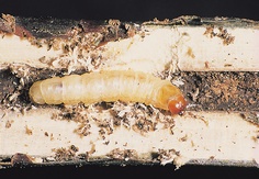 Synanthedon tipuliformis
