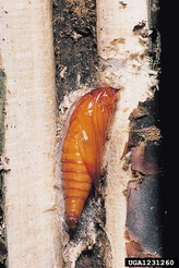 Synanthedon tipuliformis