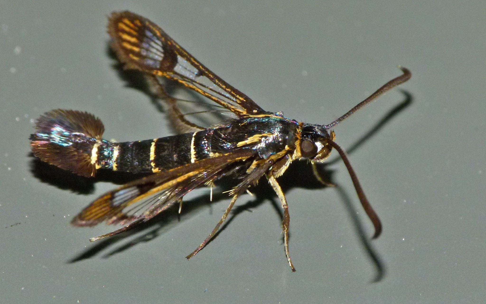 Synanthedon tipuliformis