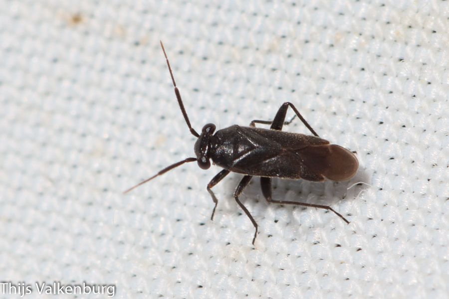 Pachytomella passerinii