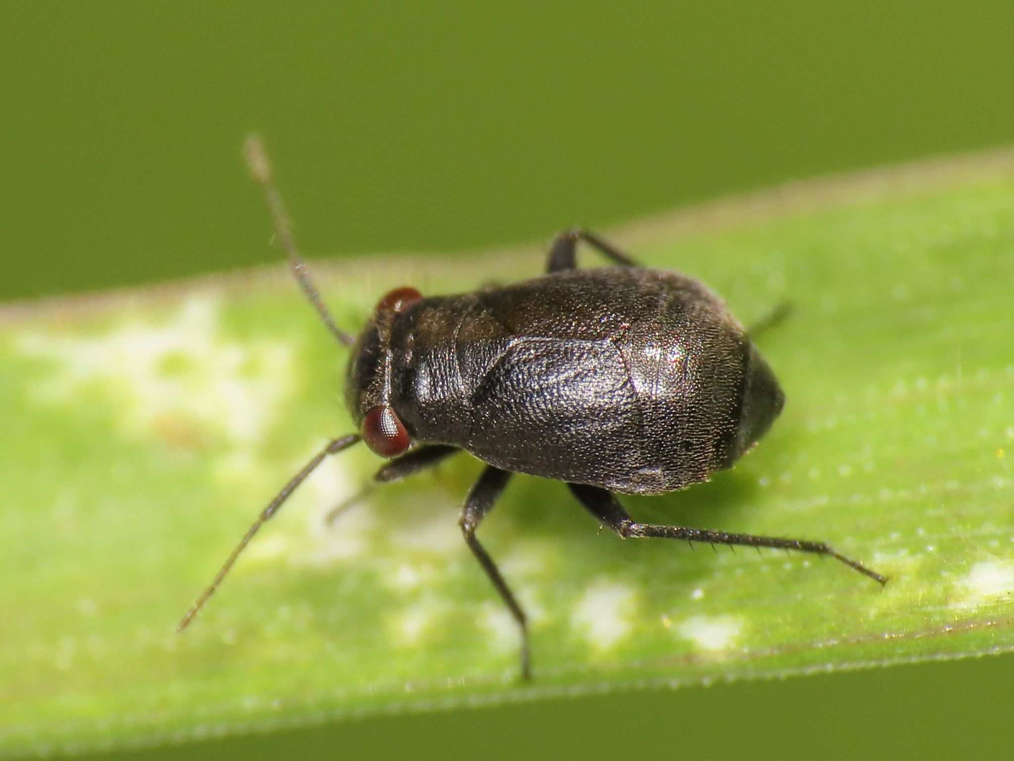 Pachytomella passerinii
