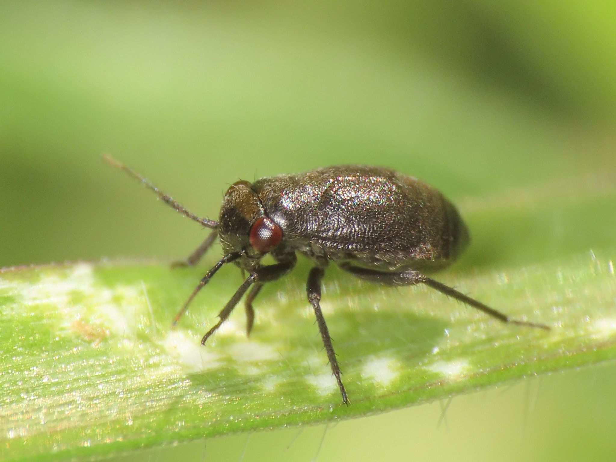 Pachytomella passerinii