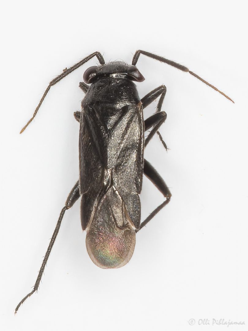 Pachytomella passerinii