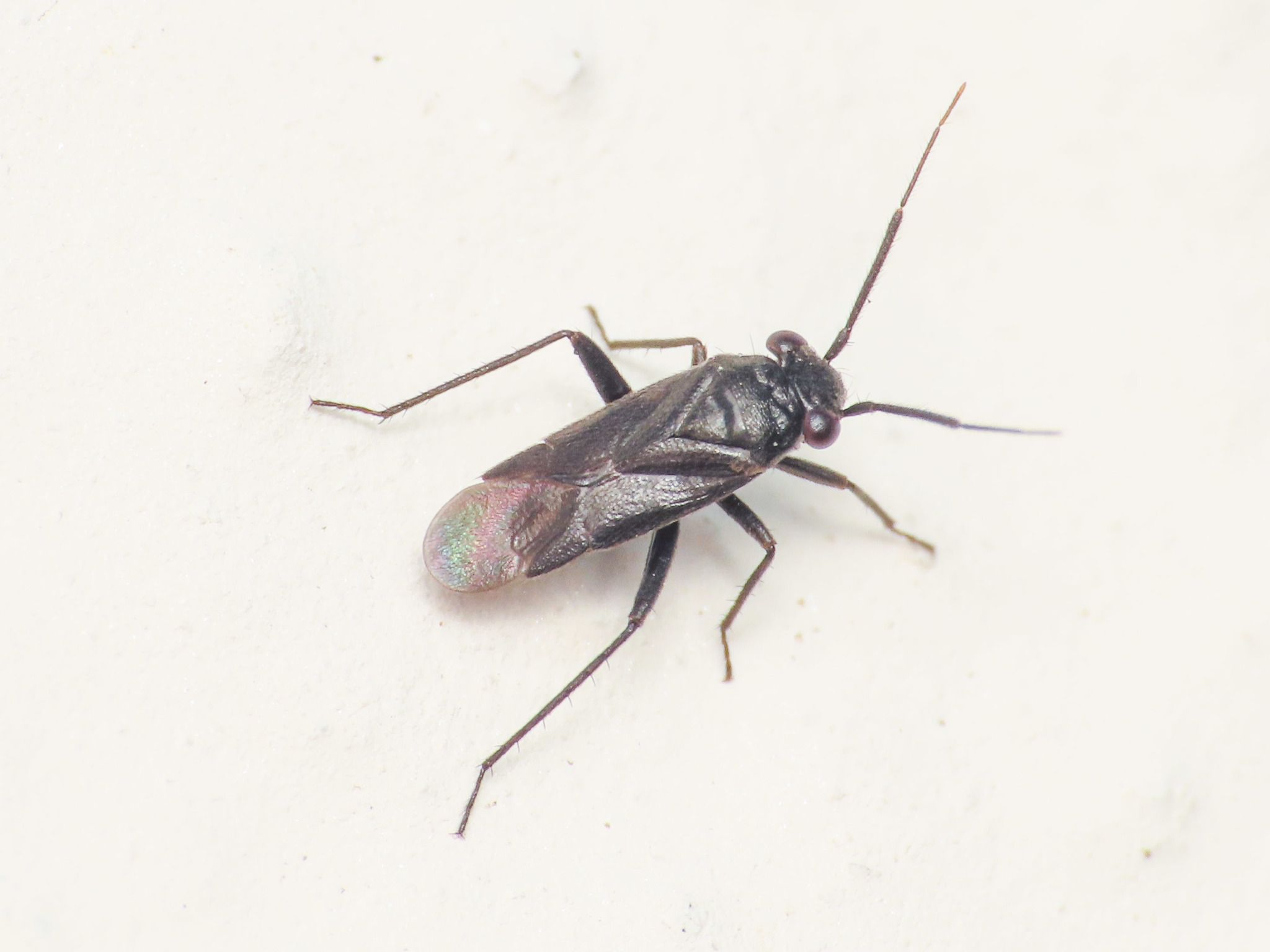 Pachytomella passerinii
