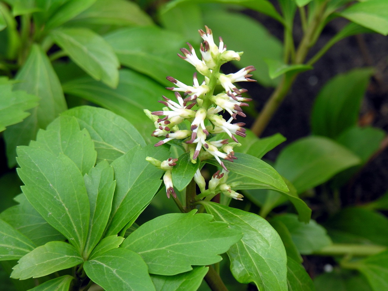Pachysandra terminalis