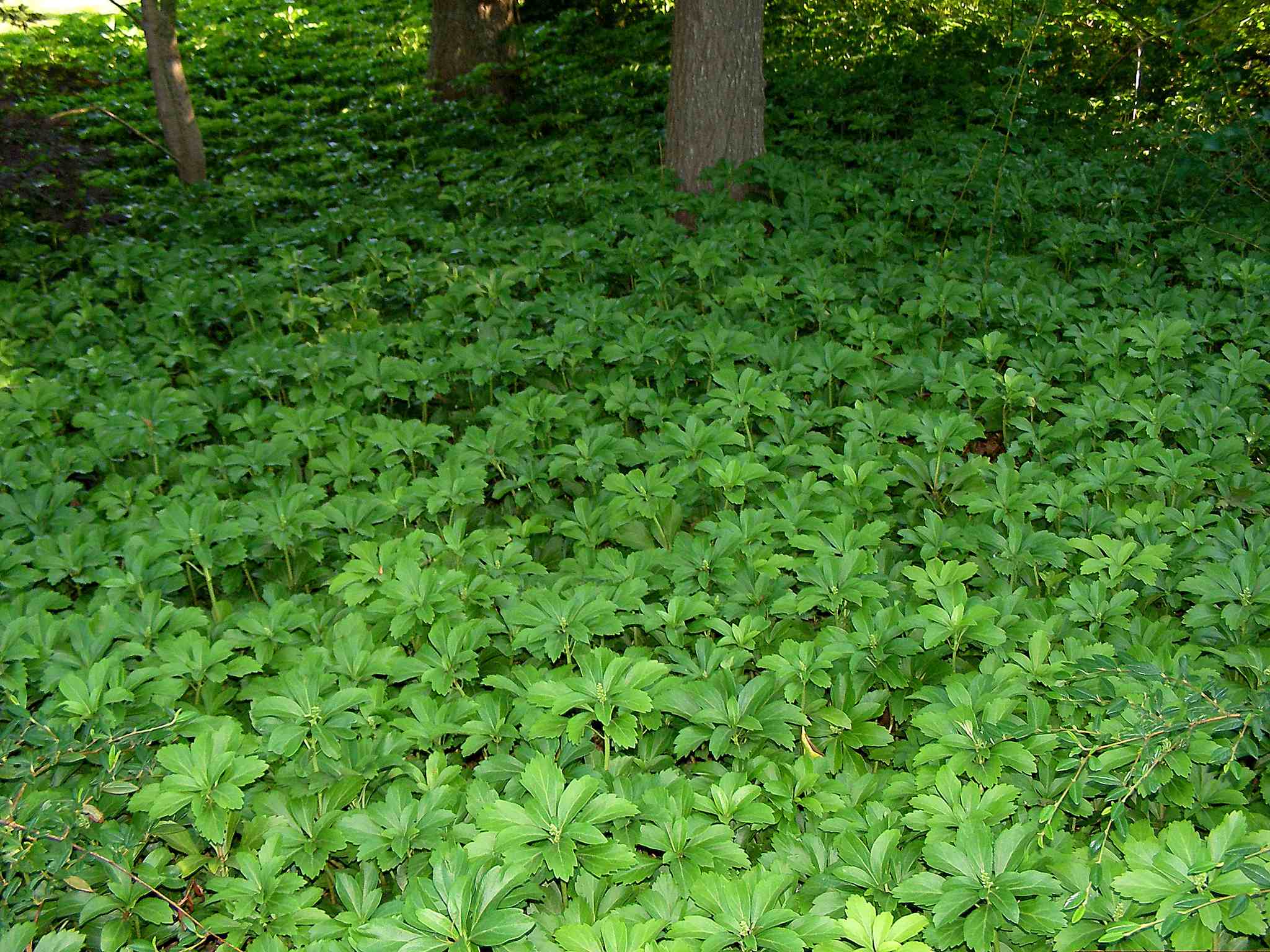 Pachysandra terminalis