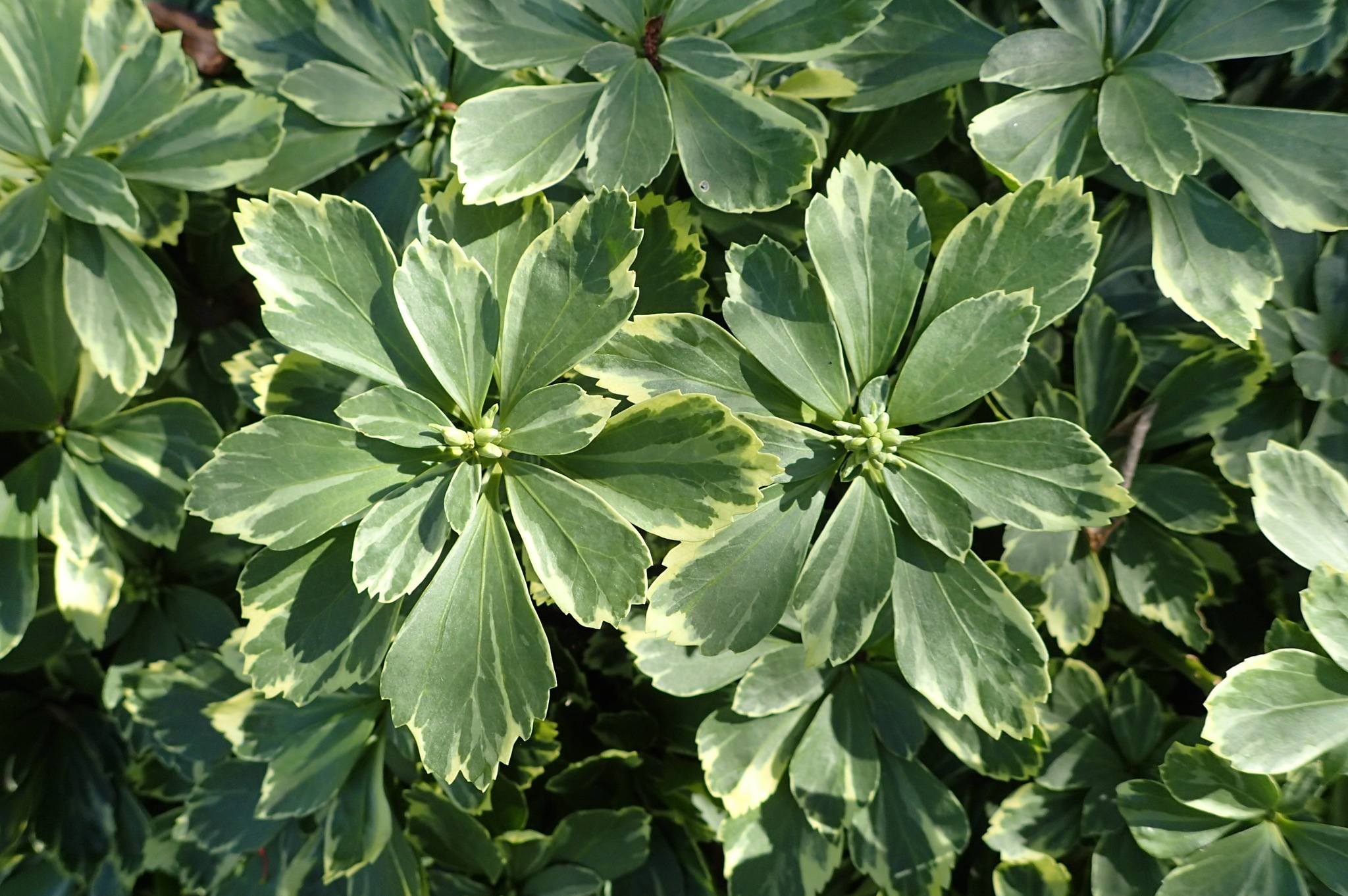 Pachysandra terminalis