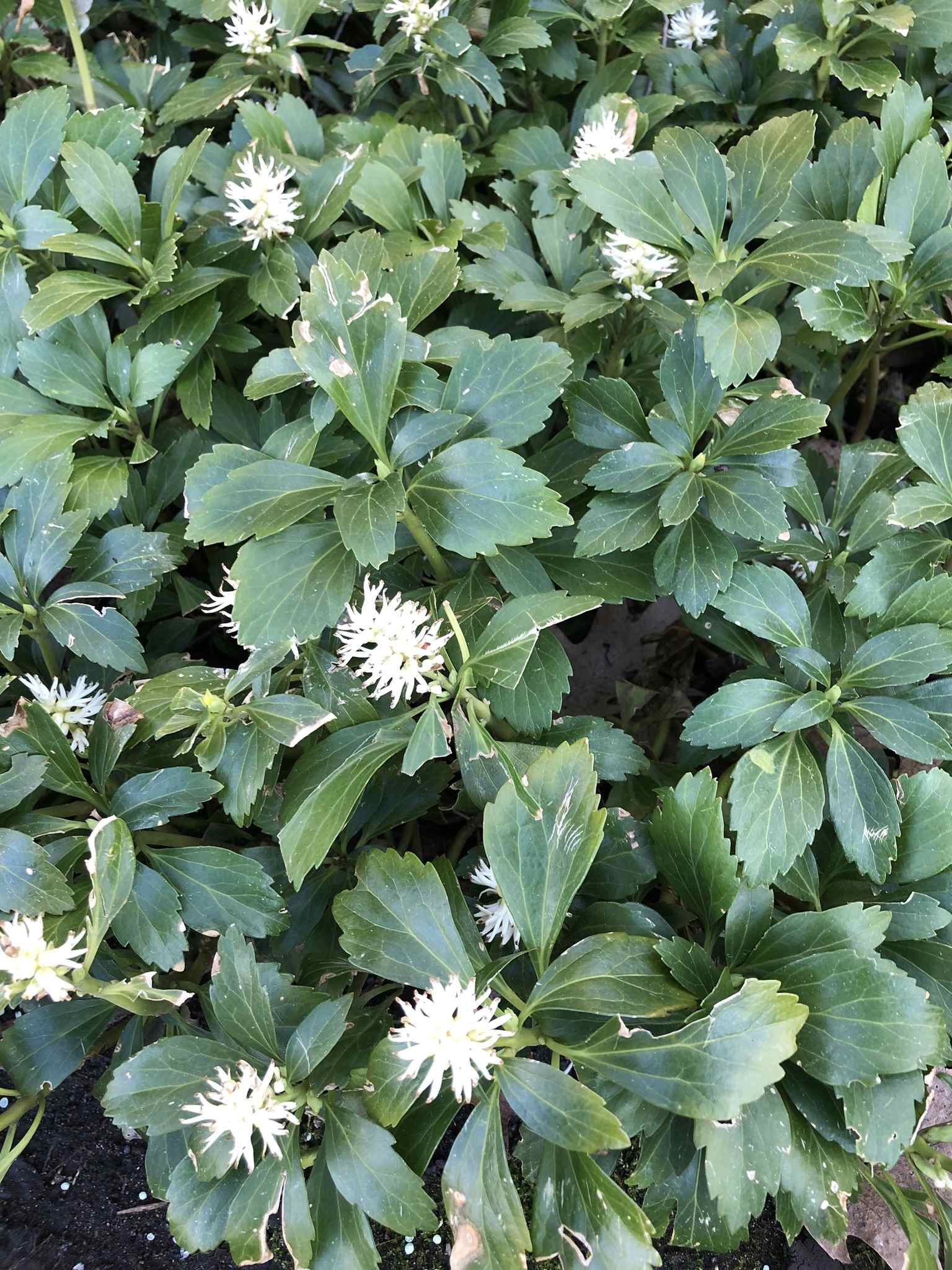 Pachysandra terminalis