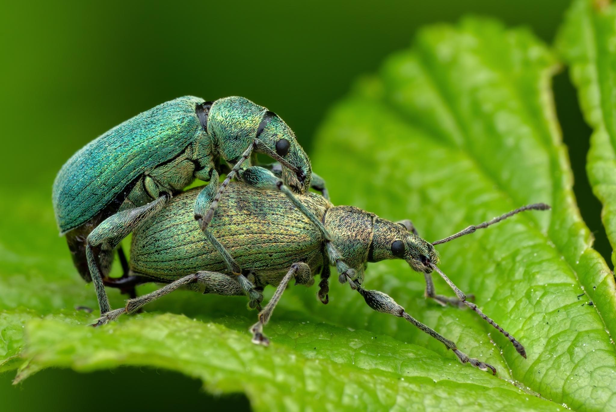 Phyllobius