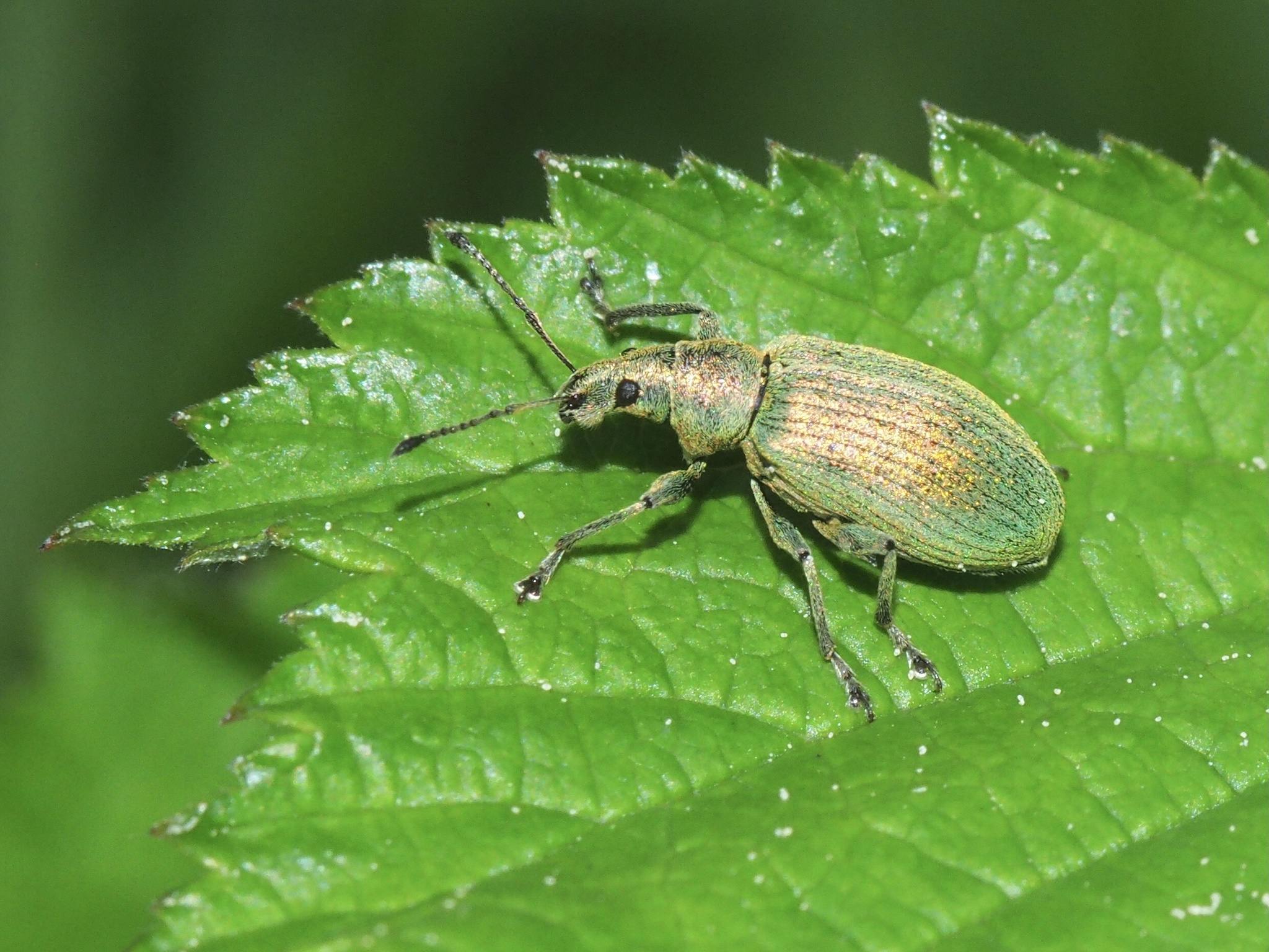 Phyllobius