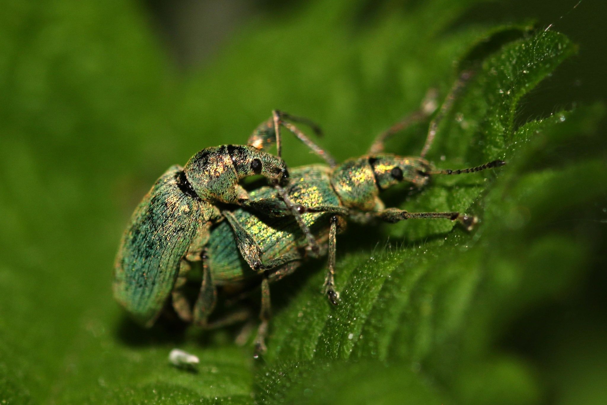 Phyllobius