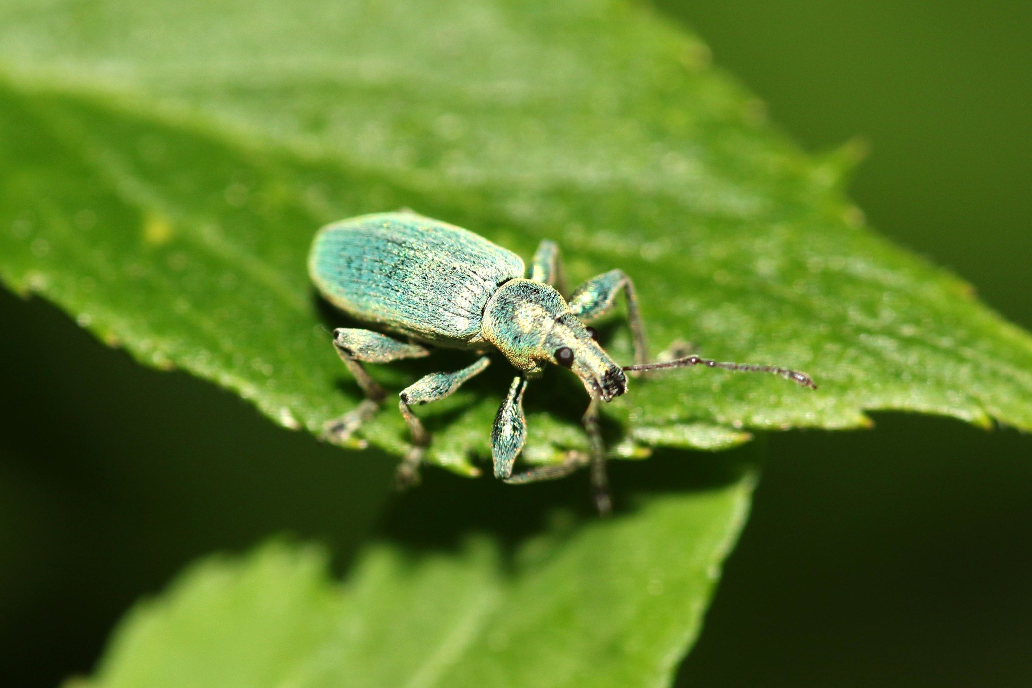 Phyllobius