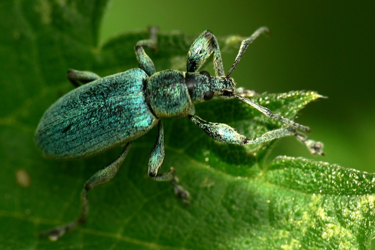 Phyllobius