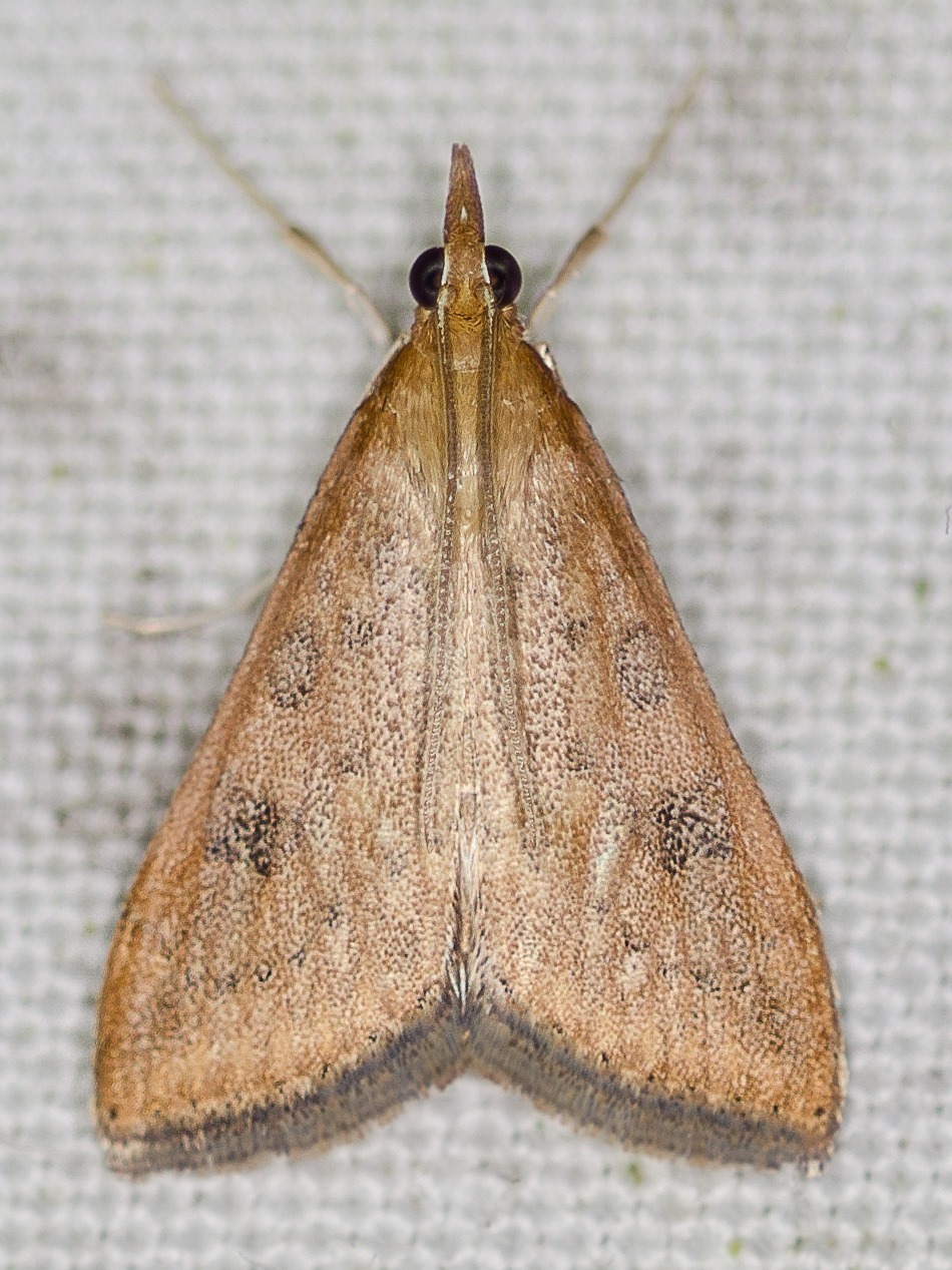Udea ferrugalis