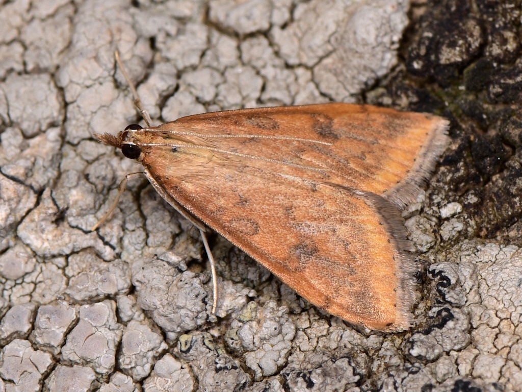 Udea ferrugalis