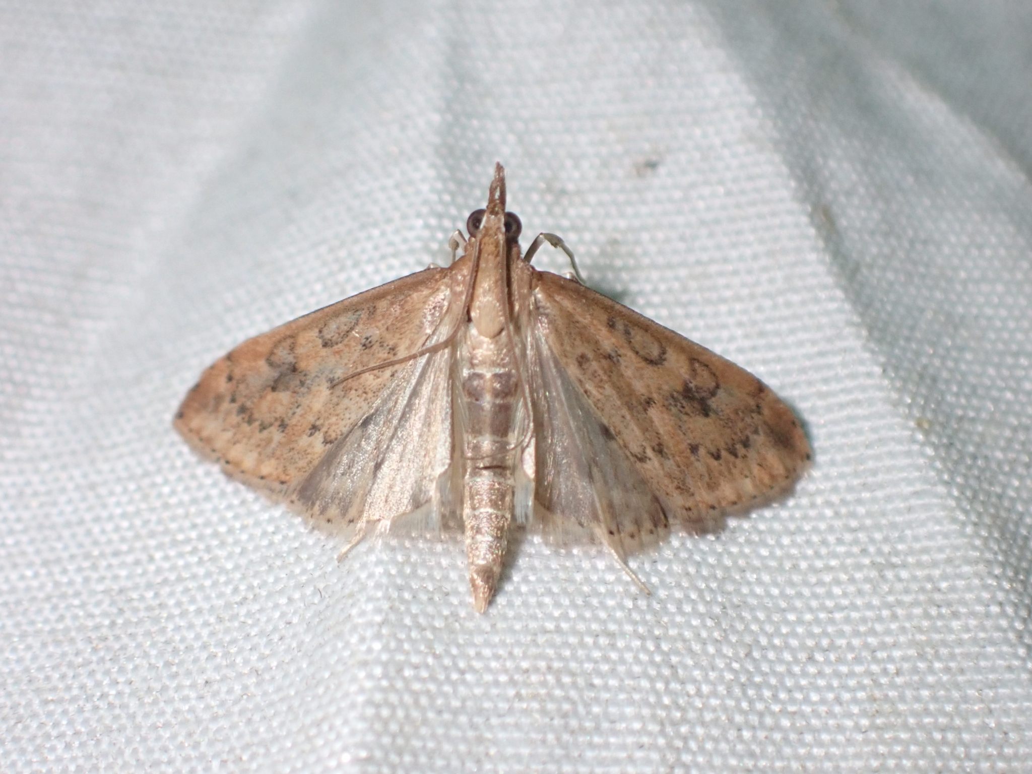 Udea ferrugalis