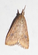 Udea ferrugalis