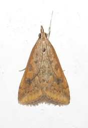 Udea ferrugalis
