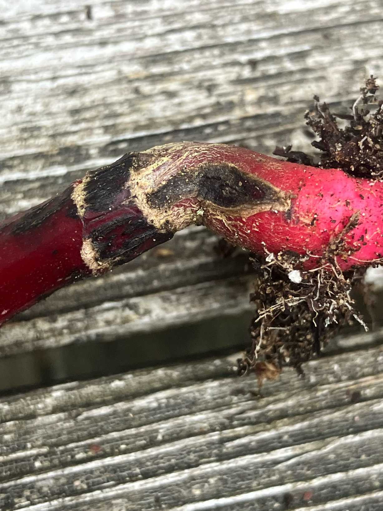 Aphanomyces raphani