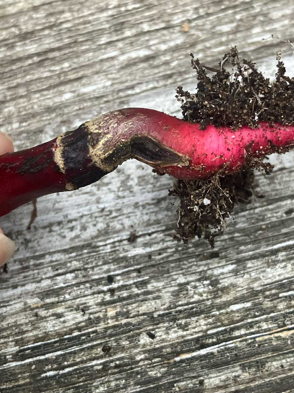 Aphanomyces raphani