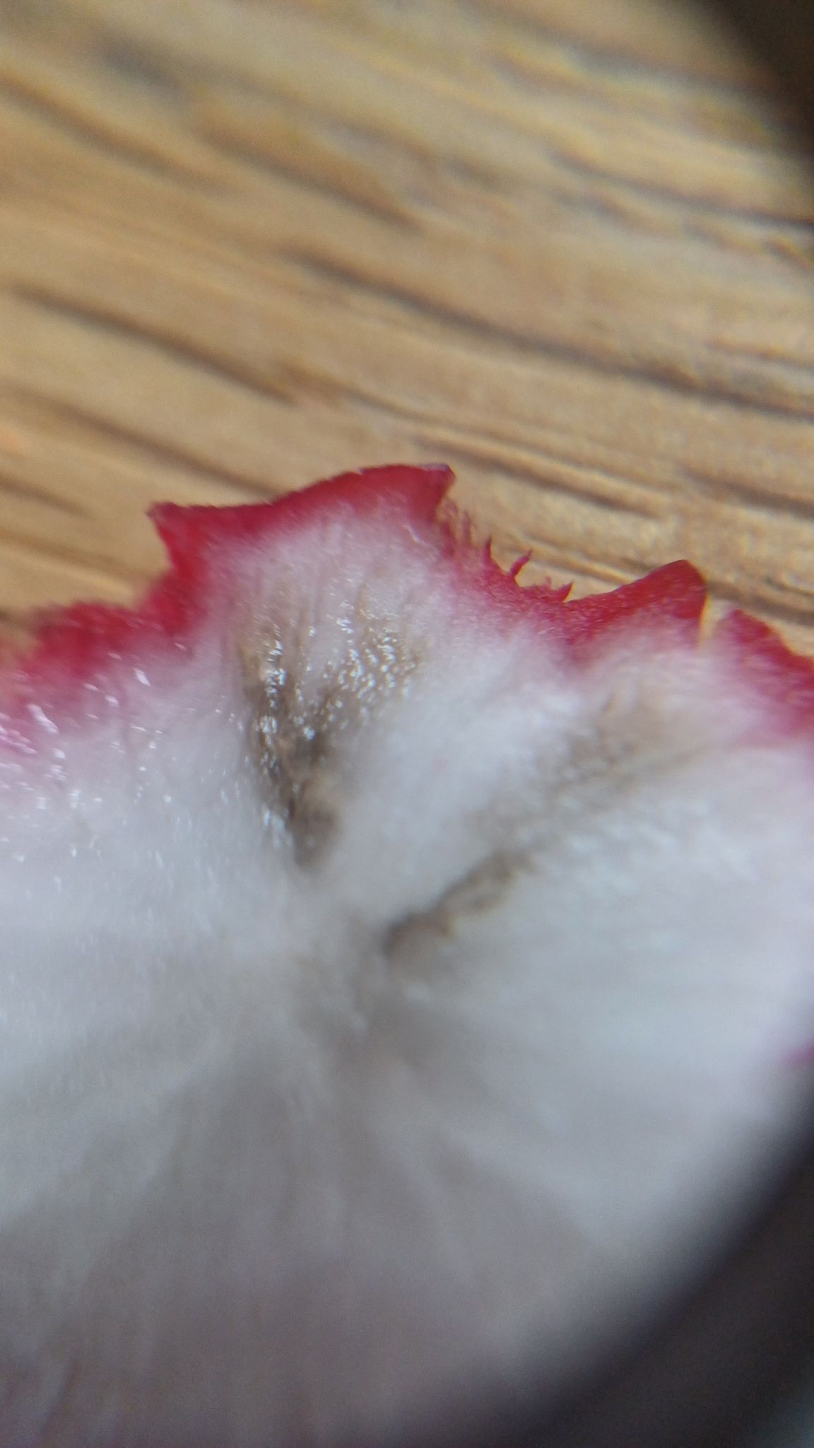 Aphanomyces raphani