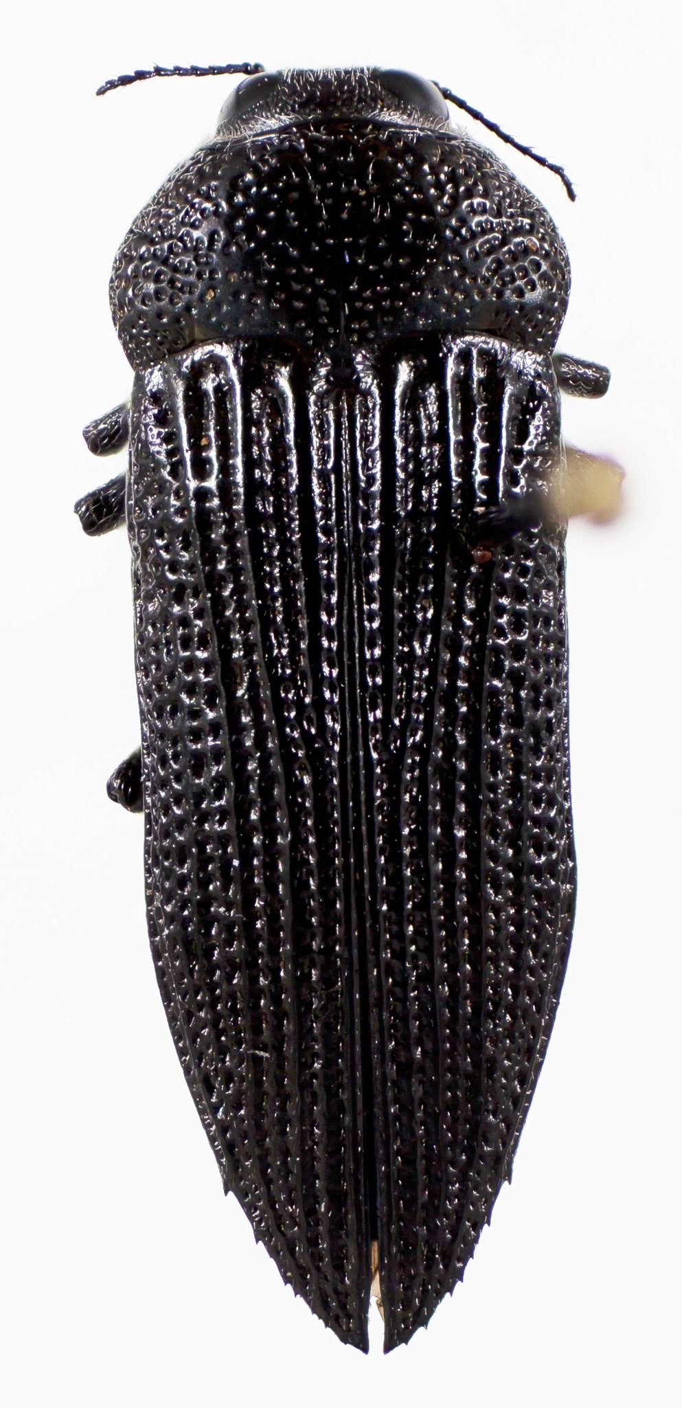 Polycesta