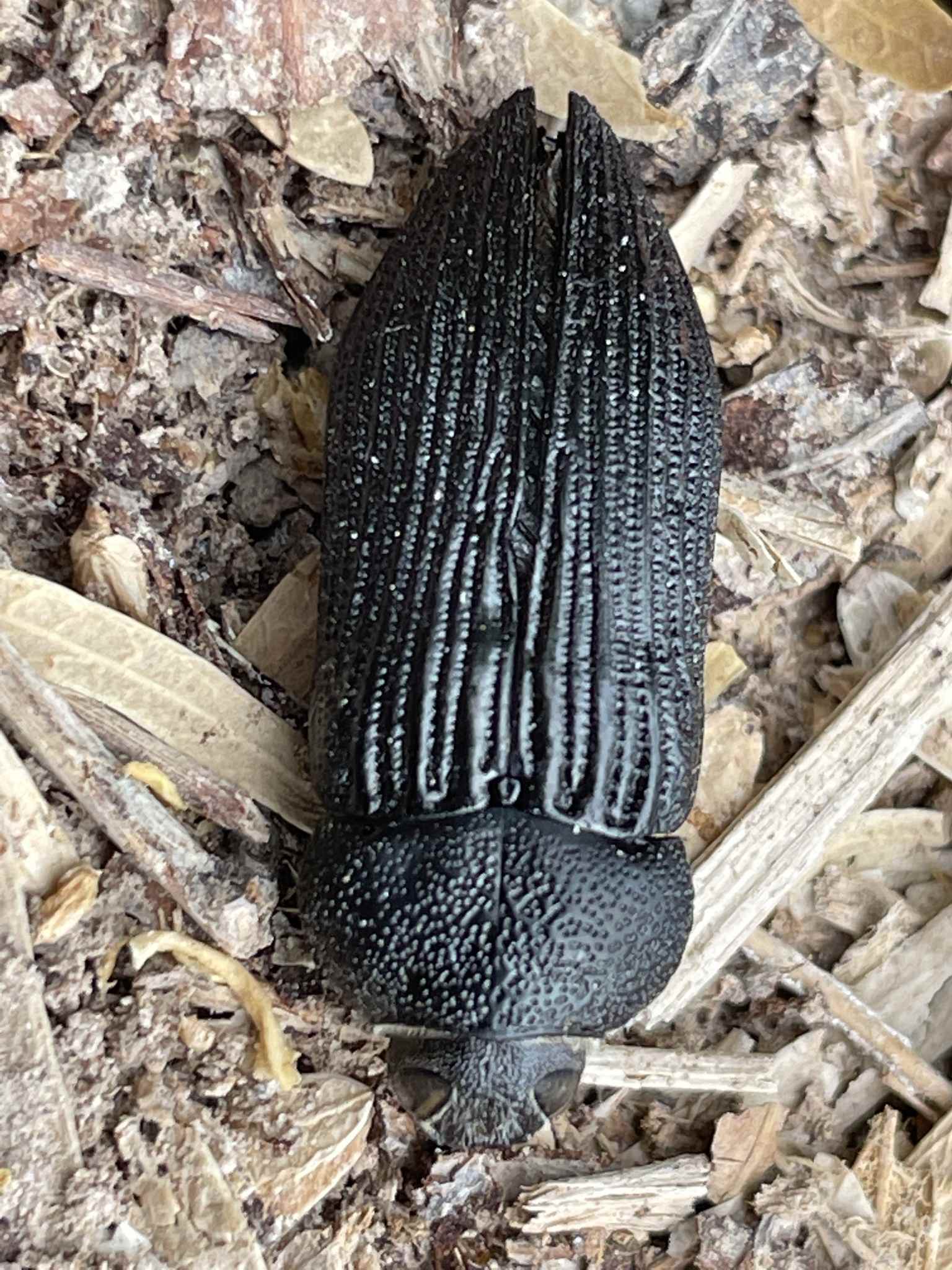 Polycesta