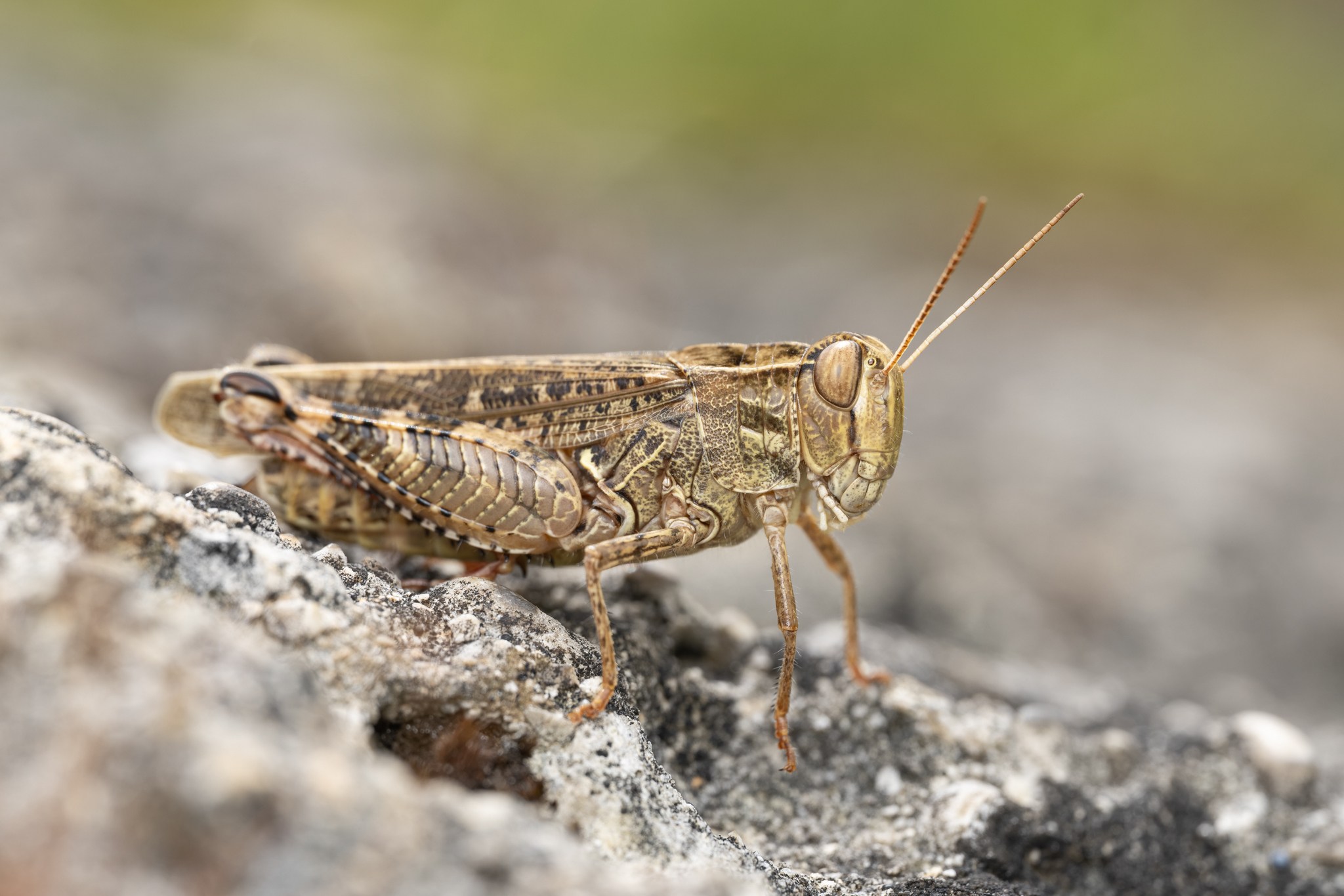 Calliptamus italicus