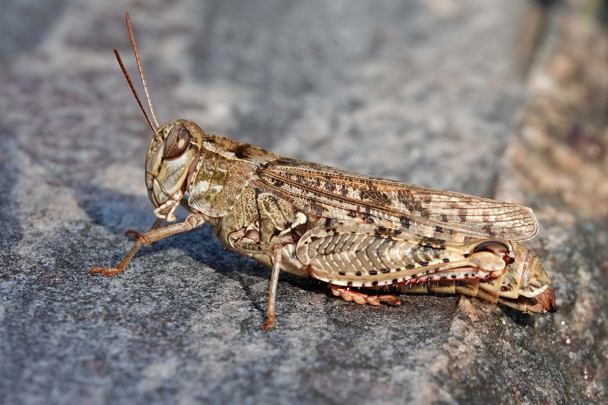 Calliptamus italicus