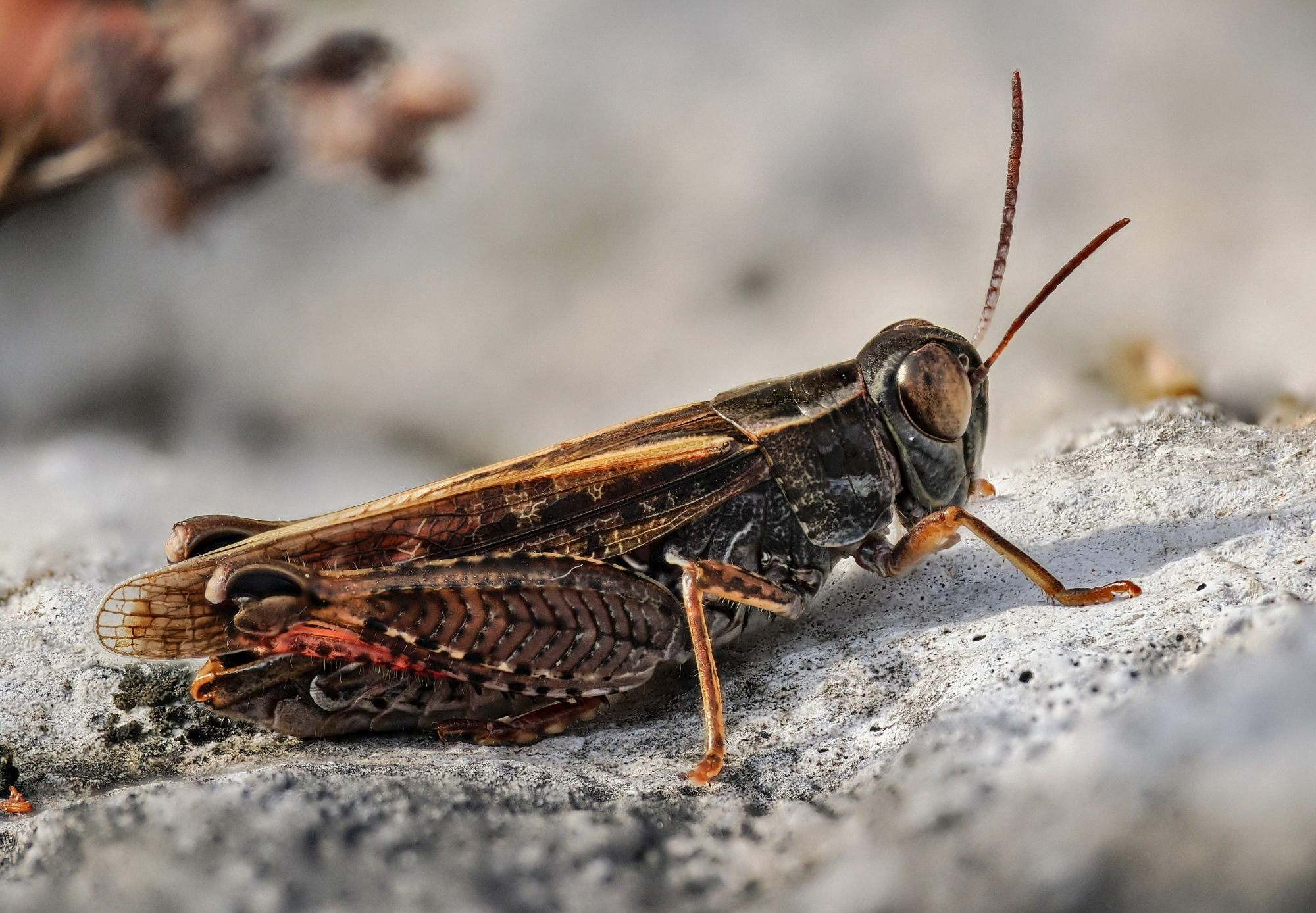 Calliptamus italicus