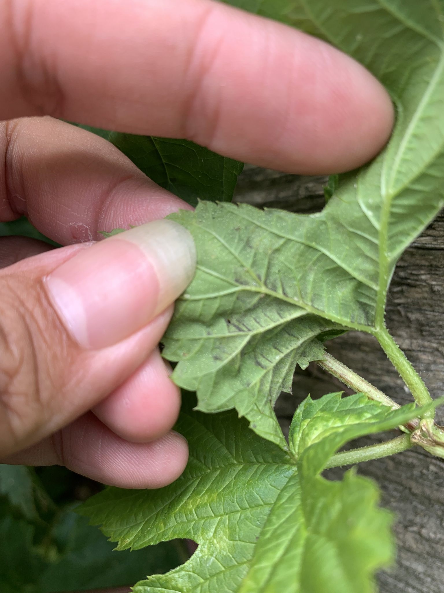 Pseudoperonospora humuli